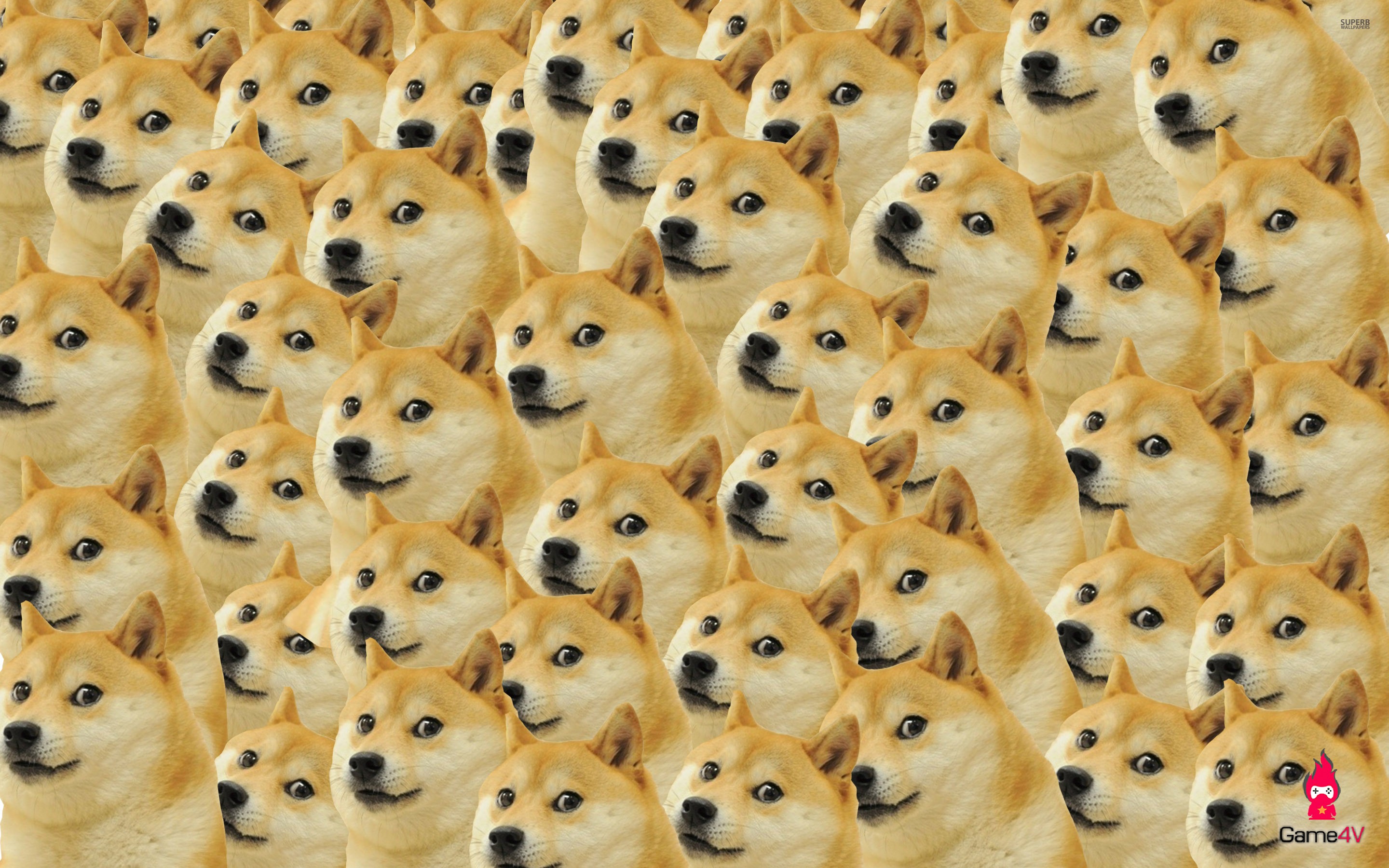 Chú chó xuất hiện trên đồng Dogecoin Là meme từng gây địa chấn MXH   Netizen  Việt Giải Trí