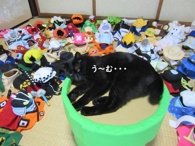 Cô mèo sở hữu bộ sưu tập quần áo lên đến con số hàng trăm