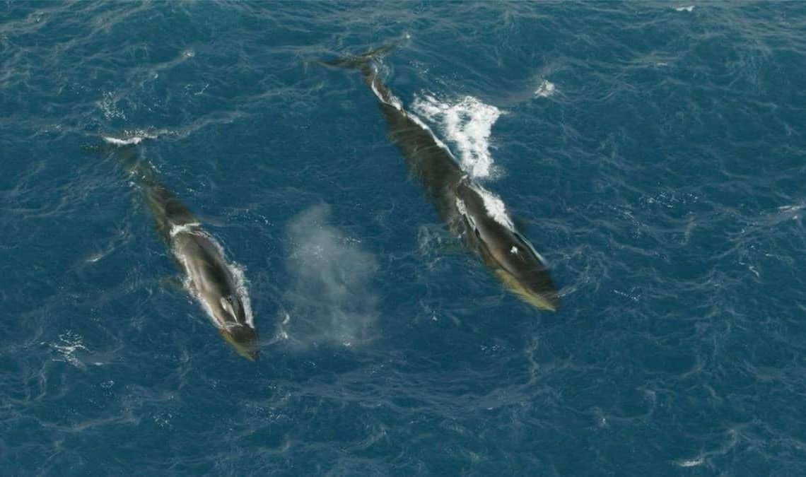 Khoảnh khắc: Hơn 150 con cá voi cùng xuất hiện tại vùng biển Nam cực để kiếm mồi