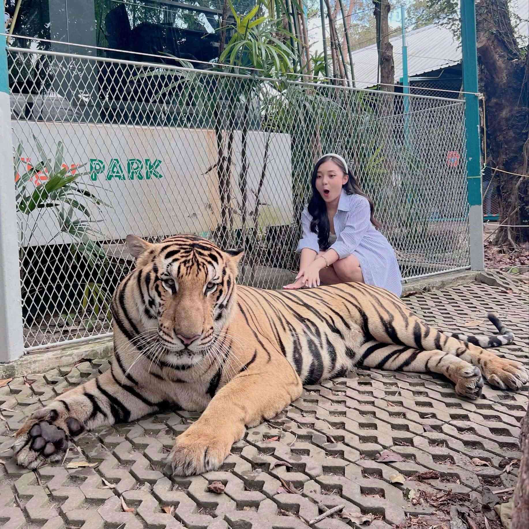 The female MC took a photo with a real tiger.