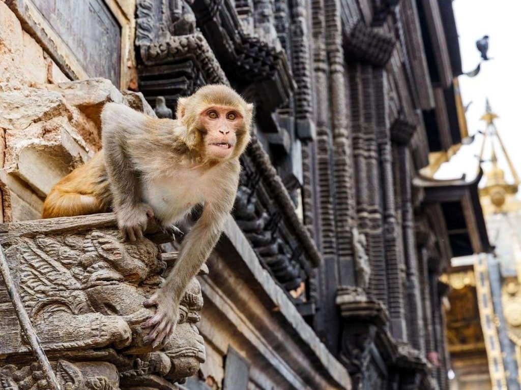 Em bé 4 tháng tuổi bị một nhóm khỉ ‘bắt cóc’, ném xuống mái nhà và t.ử v.ong ở Ấn Độ [HOT]