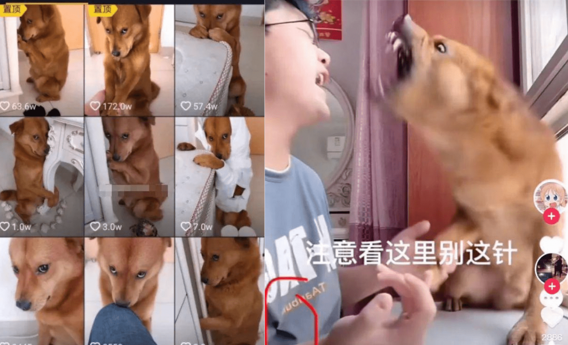 TikToker Trung Quốc nhổ răng chó để câu view khiến cư dân mạng phẫn nộ